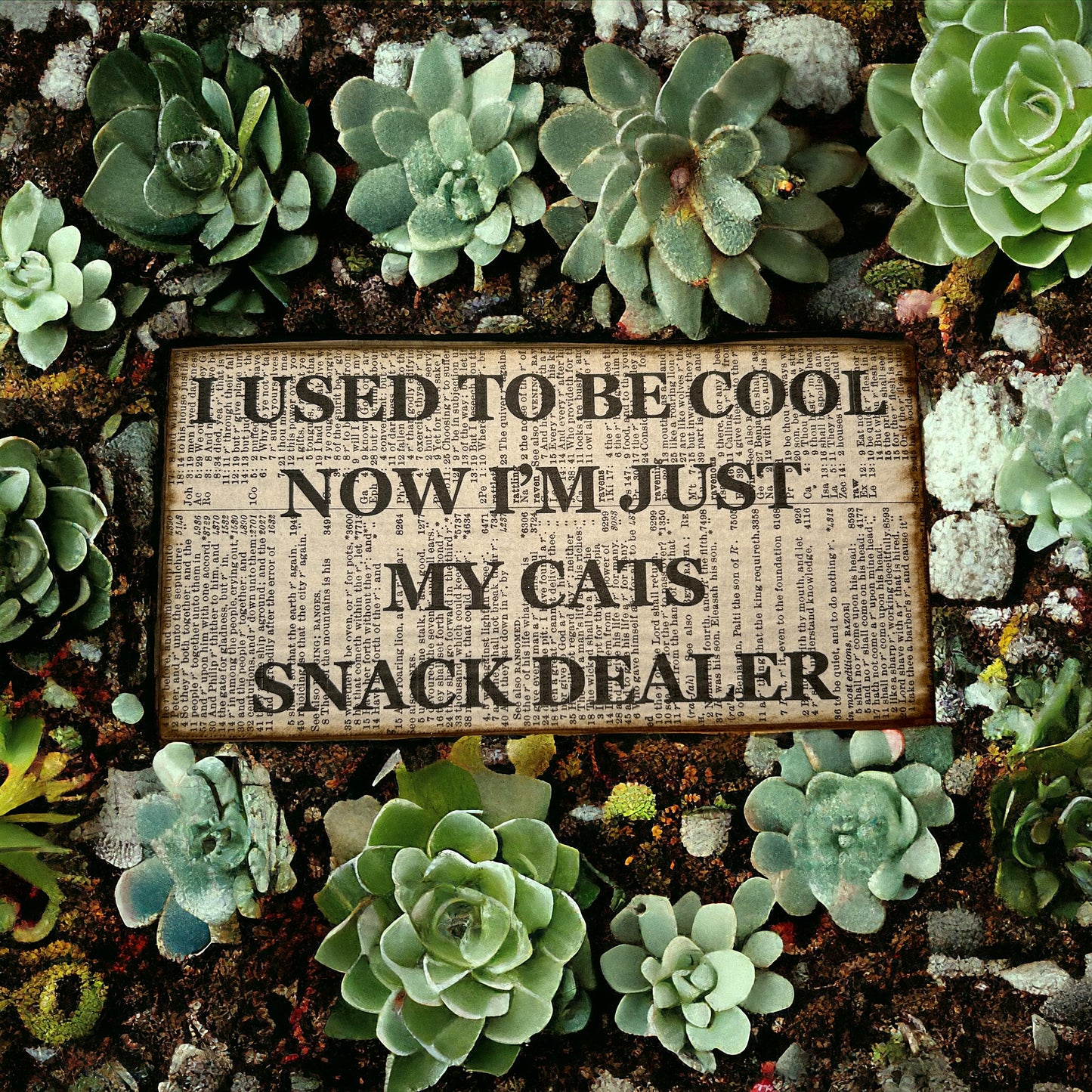 I used to be cool now i am just my cats snack dealer sign